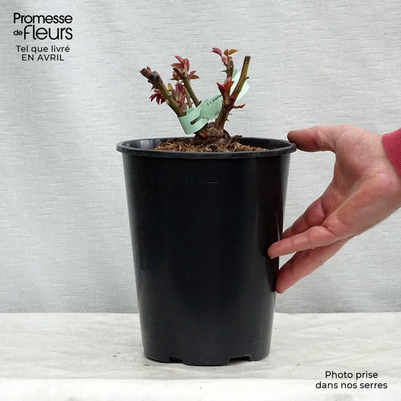 Exemplaar van Rosa Anastasia - Grootbloemige roos Pot van 4 l/5 l zoals geleverd in de lente