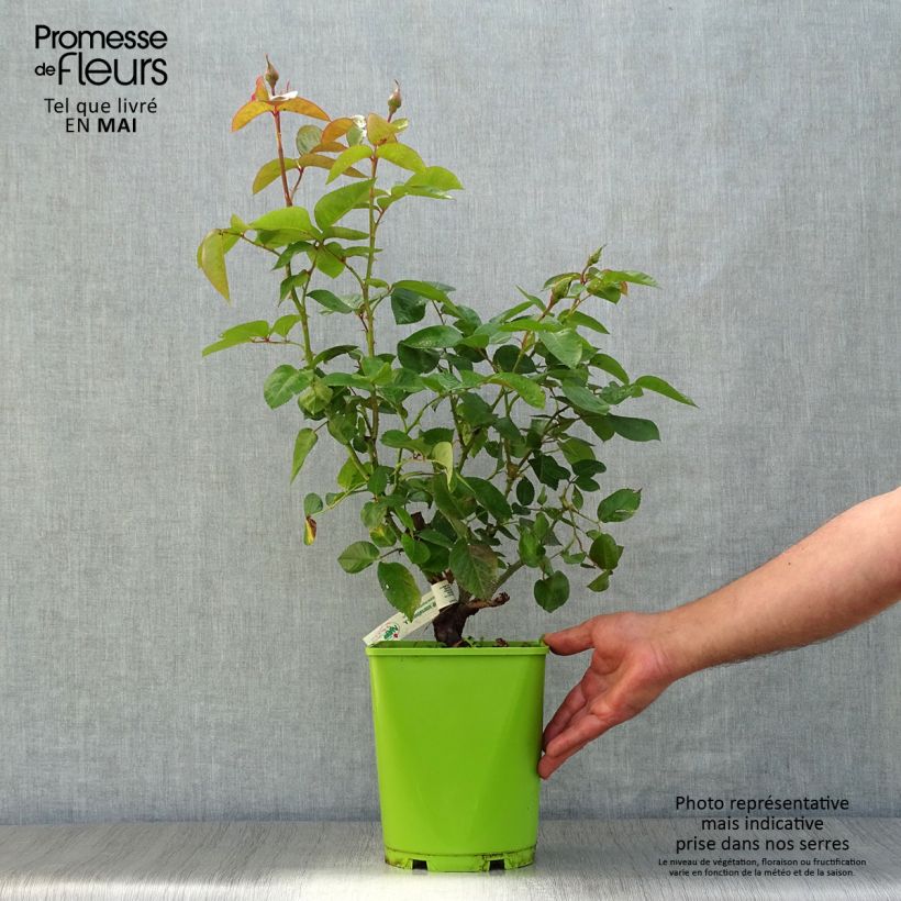 Exemplaar van Rosa André Eve - Grootbloemige roos Pot van 4 l/5 l zoals geleverd in de lente