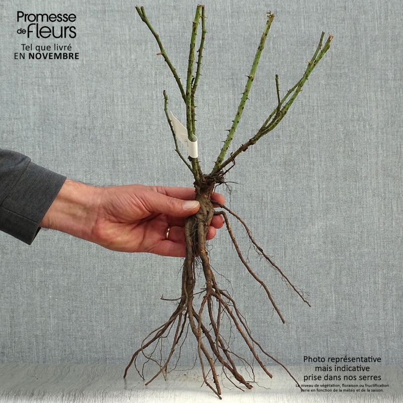 Example of Rosa Annapurna - Grootbloemige roos Naakte wortel as you get in automne