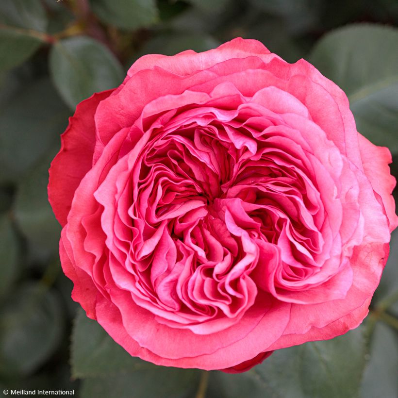 Rosa Audrey Fleurot - Grootbloemige roos (Bloei)