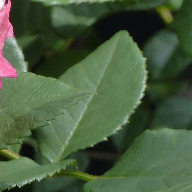 Rosa Augusta Luise - Grootbloemige roos (Blad)