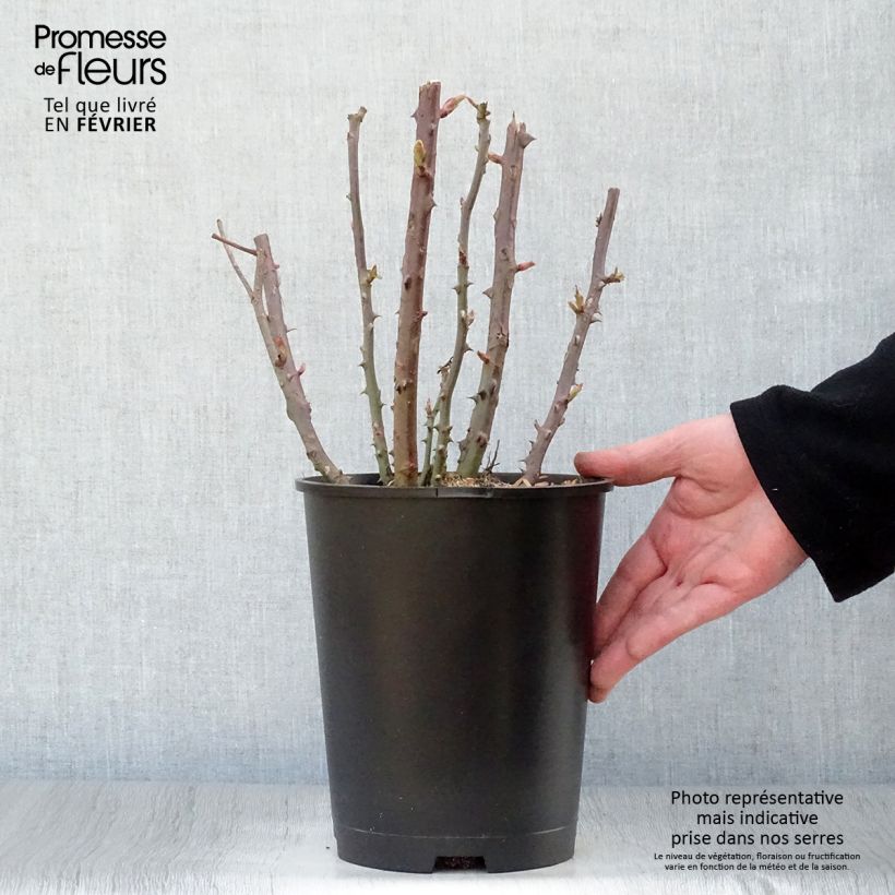 Exemplaar van Rosa Baie des Anges - Grootbloemige roos Pot van 4 l/5 l zoals geleverd in de winter