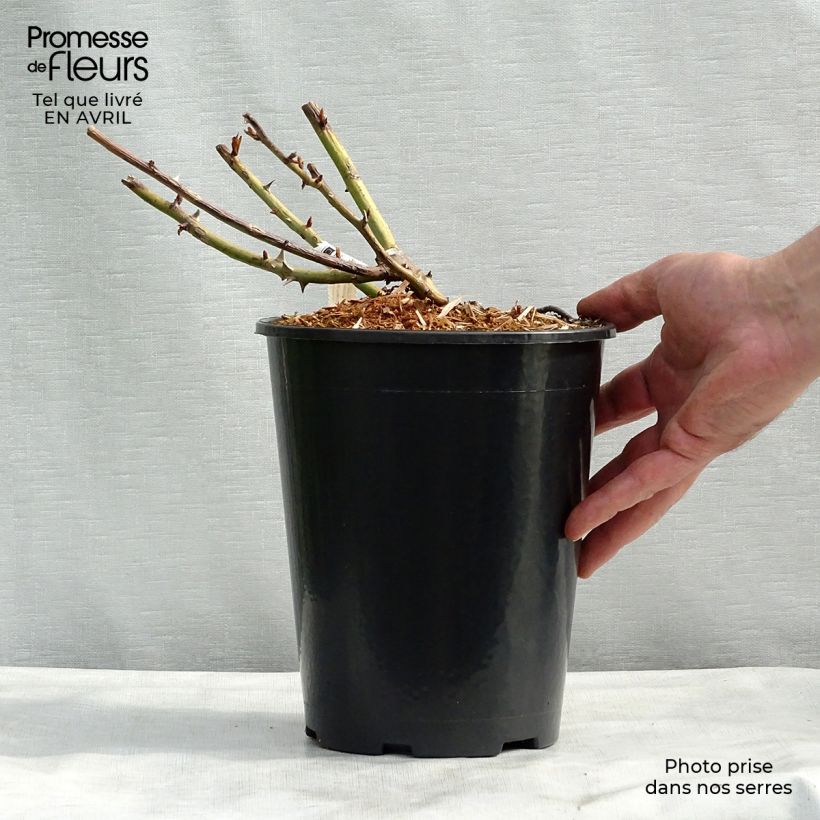 Example of Rosa Belle du Seigneur - Grootbloemige roos Pot van 4 l/5 l as you get in printemps