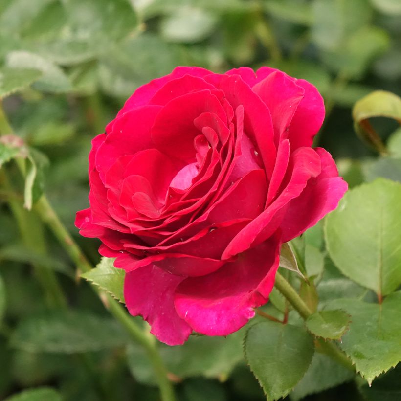 Rosa Belles Rives - Grootbloemige roos (Bloei)