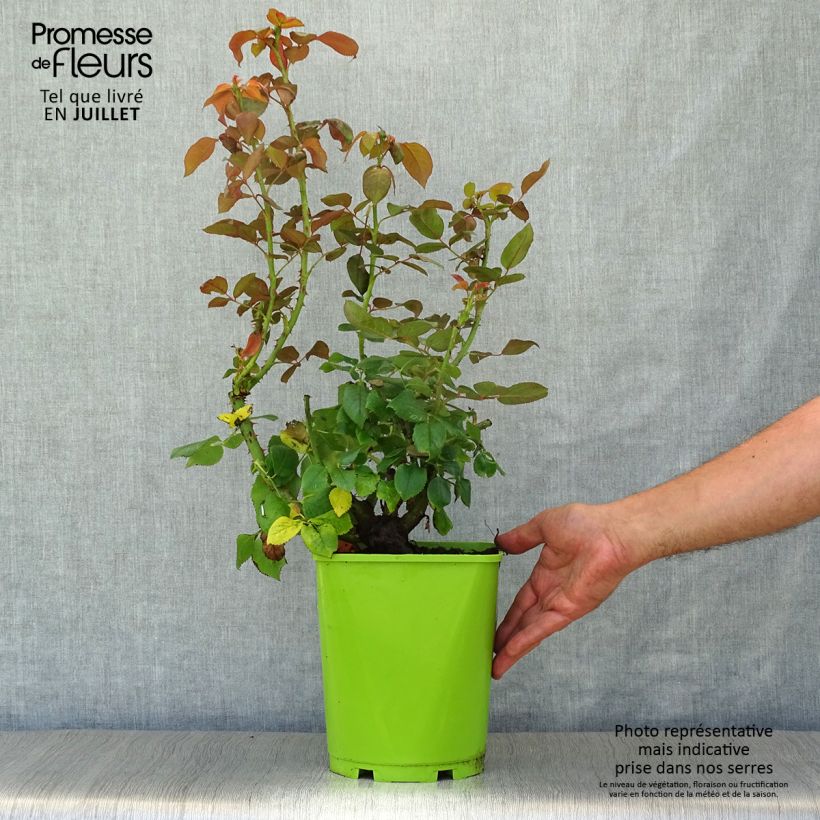 Exemplaar van Rosa Belles Rives - Grootbloemige roos Pot van 4 l/5 l zoals geleverd in de zomer