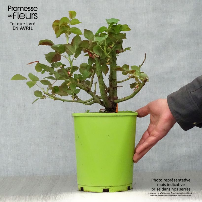 Exemplaar van Rosa Belles Rives - Grootbloemige roos Pot van 4 l/5 l zoals geleverd in de lente