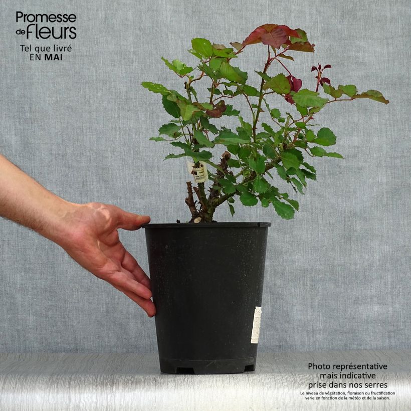 Exemplaar van Rosa Berthe Morisot - Grootbloemige roos Pot van 3 l/4 l zoals geleverd in de lente