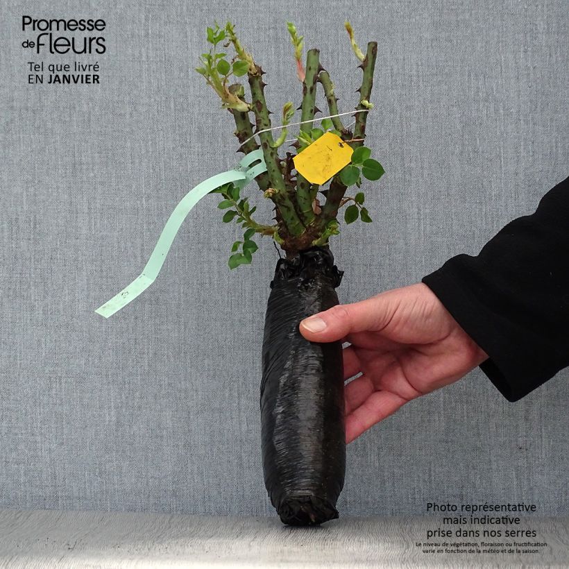 Example of Rosa Black Baccara - Grootbloemige roos In kluit as you get in hiver