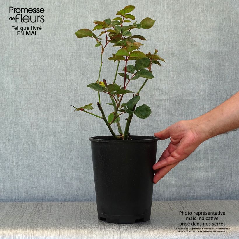 Example of Rosa Black Baccara - Grootbloemige roos Pot van 4 l/5 l as you get in printemps