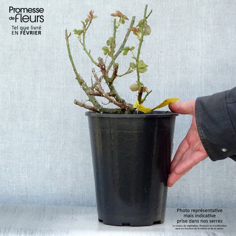 Example of Rosa Boreale - Grootbloemige roos Pot van 4 l/5 l as you get in hiver