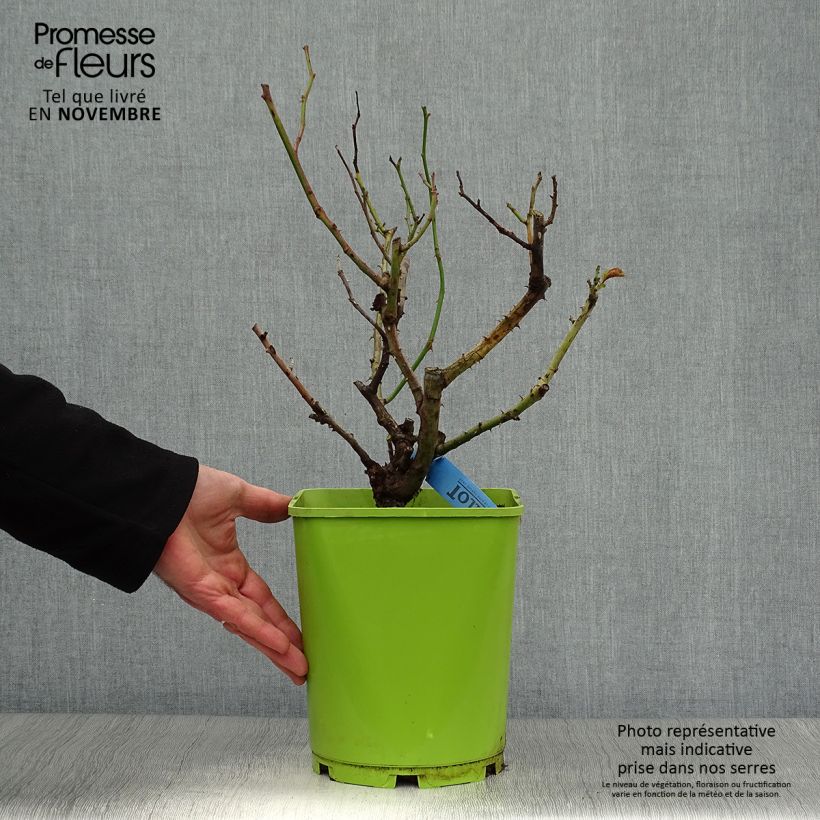 Exemplaar van Rosa Aigle de Meaux - Grootbloemige roos Pot van 4 l/5 l zoals geleverd in de herfst
