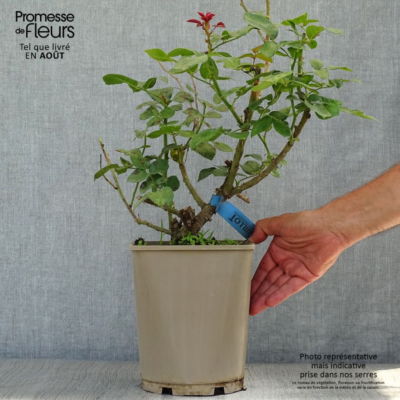 Exemplaar van Rosa Aigle de Meaux - Grootbloemige roos Pot van 4 l/5 l zoals geleverd in de zomer