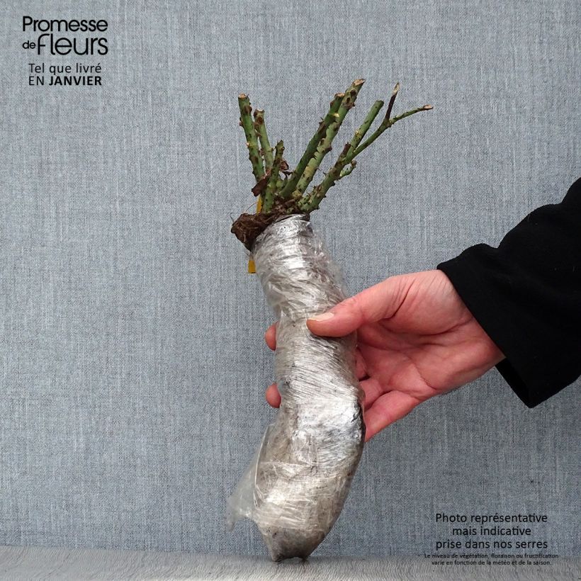 Example of Rosa Broceliande - Grootbloemige roos In kluit as you get in hiver