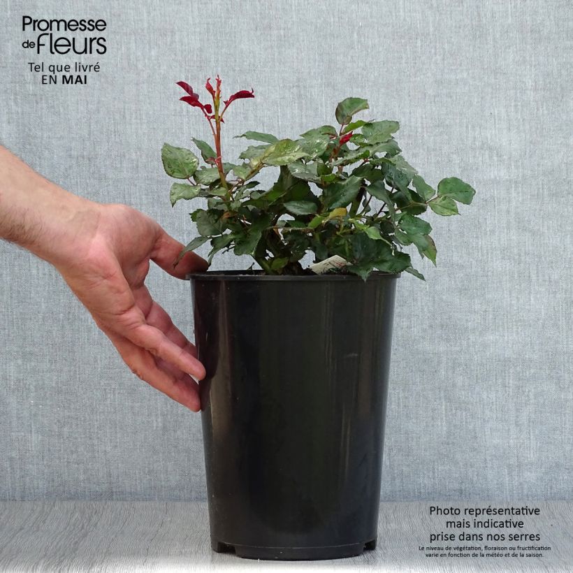 Example of Rosa Broceliande - Grootbloemige roos Pot van 4 l/5 l as you get in printemps