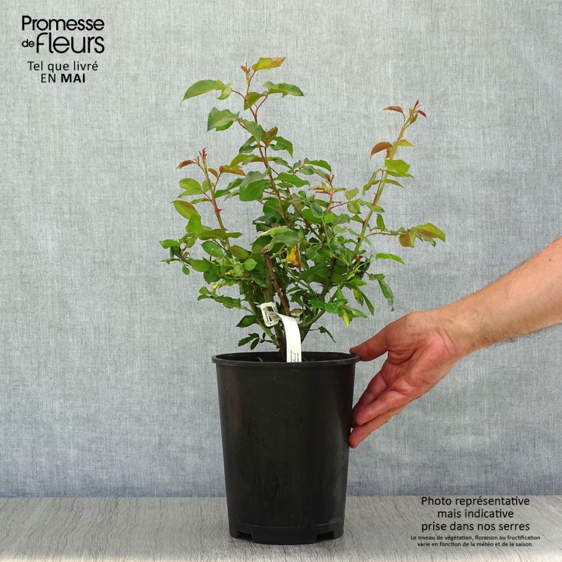 Example of Rosa Camille Pissarro - Grootbloemige roos Pot van 4 l/5 l as you get in printemps