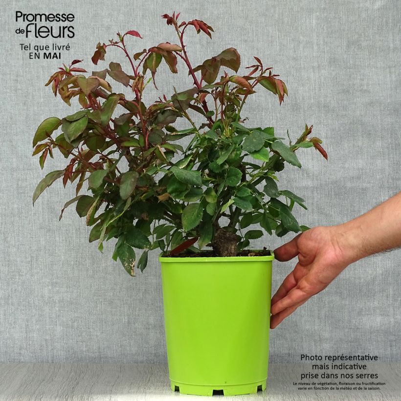 Exemplaar van Rosa Catherine Deneuve - Grootbloemige roos Pot van 4 l/5 l zoals geleverd in de lente