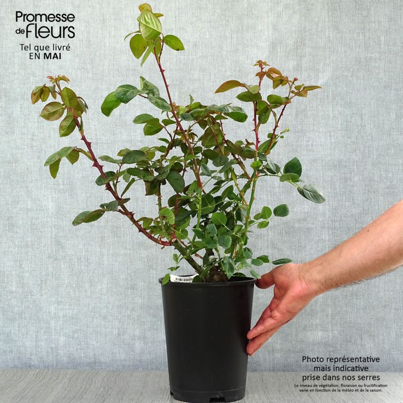 Example of Rosa Chartreuse de Parme - Grootbloemige roos Pot van 3 l/4 l as you get in printemps