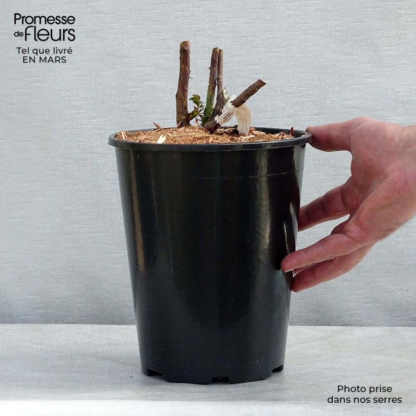 Exemplaar van Rosa Belle de Jour - Grootbloemige roos Pot van 3 l/4 l zoals geleverd in de lente