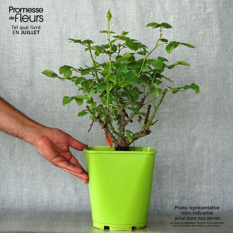 Exemplaar van Rosa Claude Brasseur - Grootbloemige roos Pot van 4 l/5 l zoals geleverd in de zomer