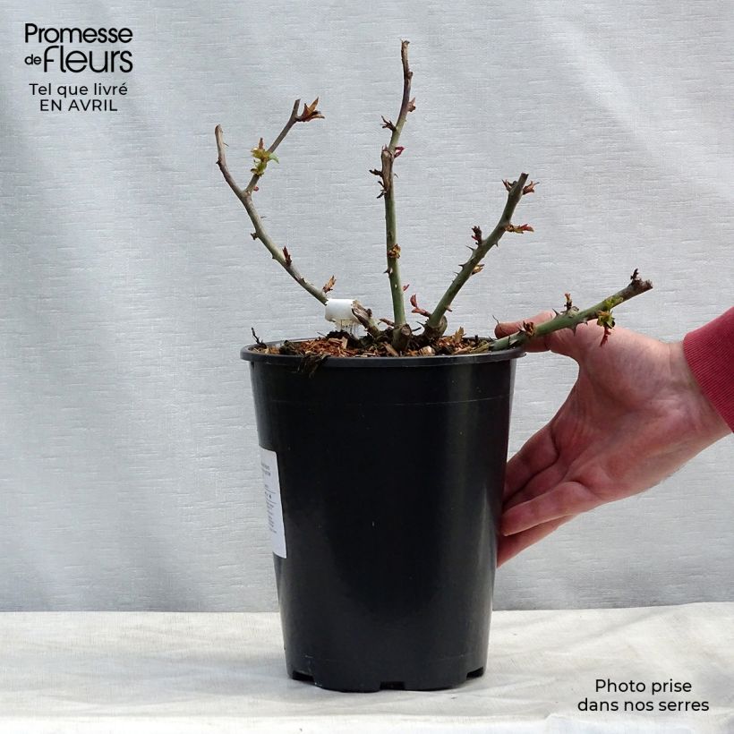 Exemplaar van Rosa Claude Monet - Grootbloemige roos Pot van 3 l/4 l zoals geleverd in de lente