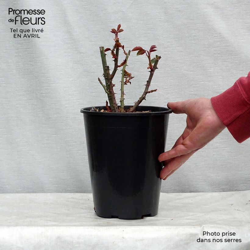 Example of Rosa Courage - Grootbloemige roos Pot van 4 l/5 l as you get in printemps