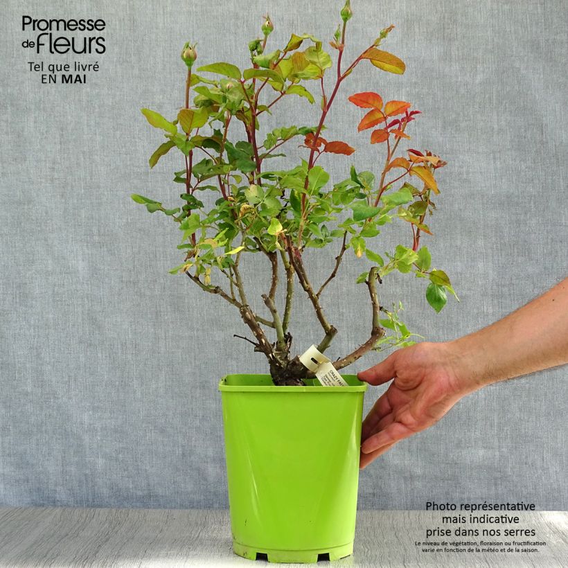 Example of Rosa Crazy Fashion - Grootbloemige roos Pot van 4 l/5 l as you get in printemps