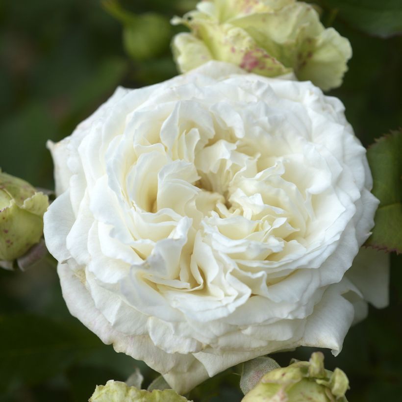 Rosa Crémet d'Anjou - Trosroos (Bloei)