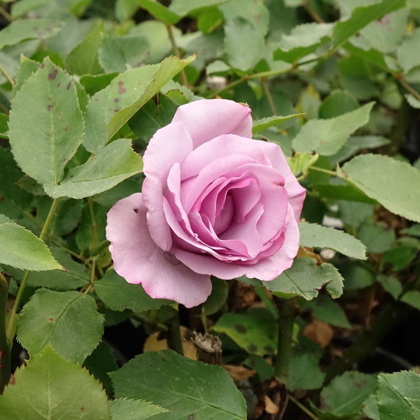 Rosa Dioressence - Grootbloemige roos (Bloei)