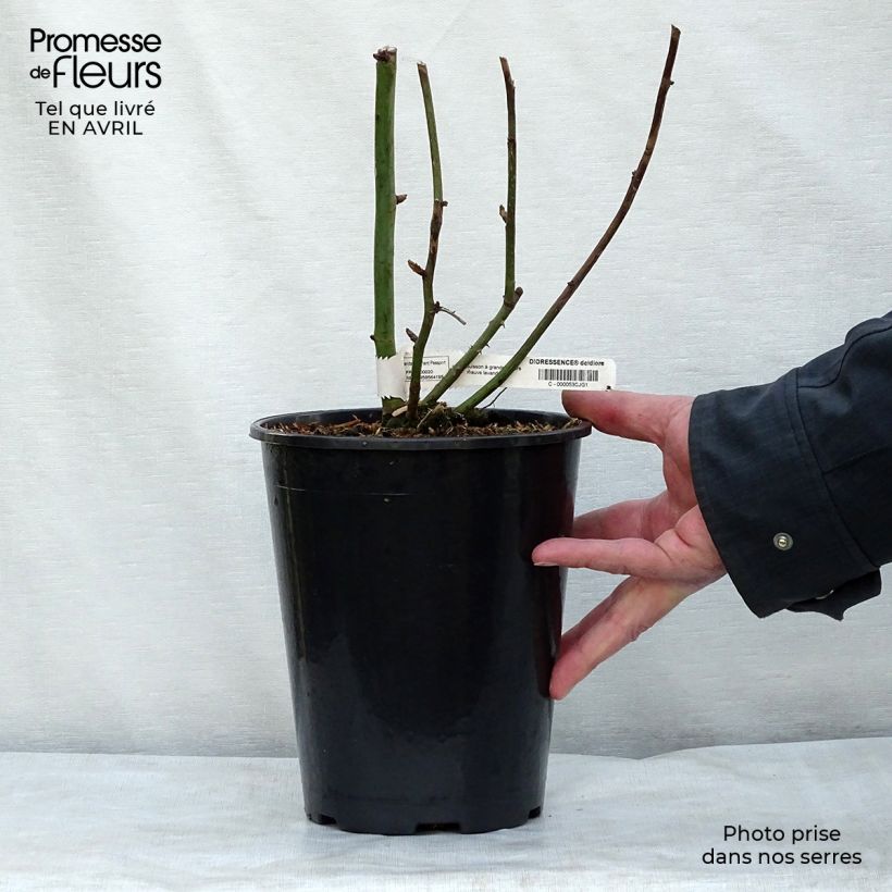 Exemplaar van Rosa Dioressence - Grootbloemige roos Pot van 4 l/5 l zoals geleverd in de lente