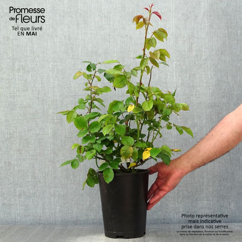 Example of Rosa Domaine de Chantilly - Grootbloemige roos Pot van 3 l/4 l as you get in printemps