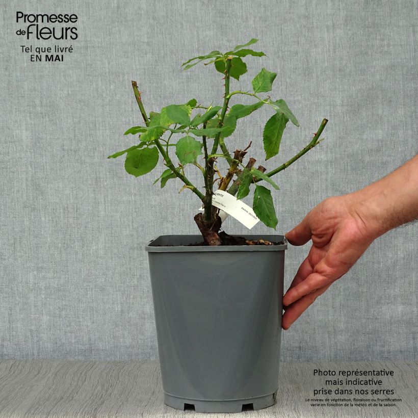 Example of Rosa Double Delight - Grootbloemige roos Pot van 4 l/5 l as you get in printemps