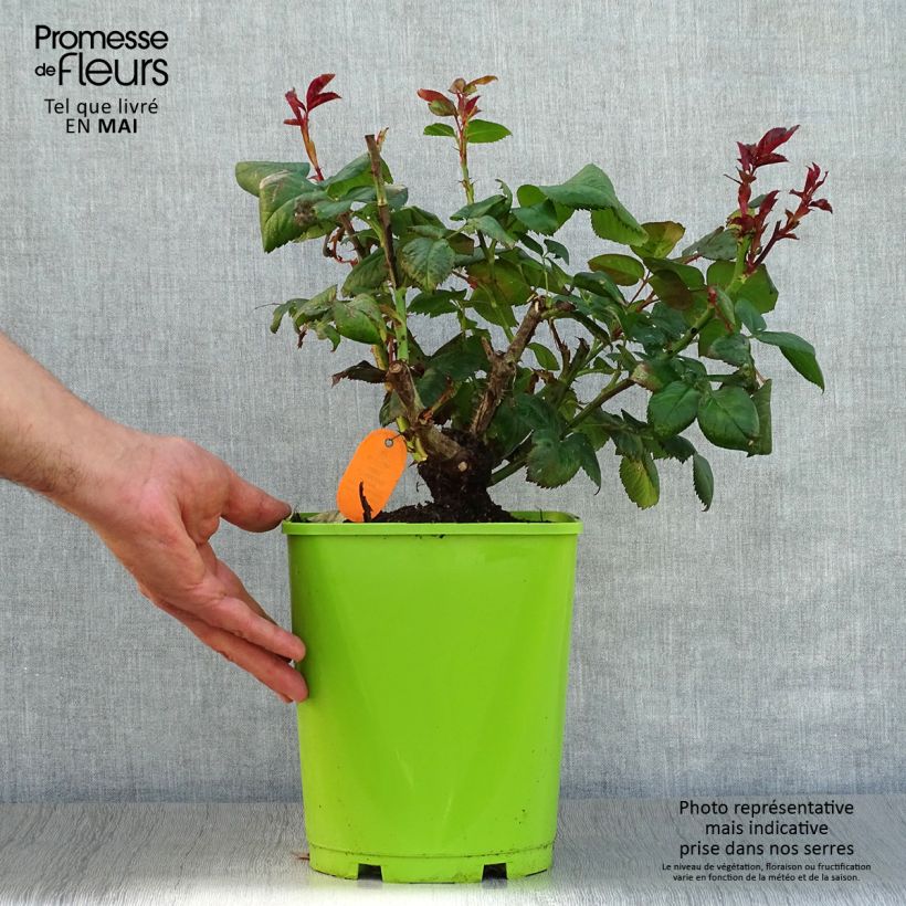 Exemplaar van Rosa Black Gold - Grootbloemige roos Pot van 4 l/5 l zoals geleverd in de lente
