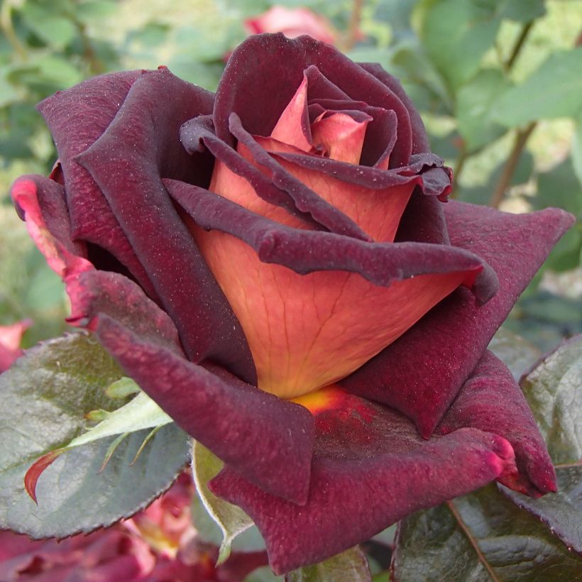 Rosa Black Gold - Grootbloemige roos (Bloei)