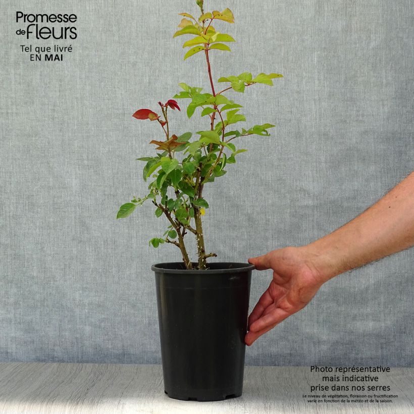 Example of Rosa Elaine Paige - Grootbloemige roos Pot van 4 l/5 l as you get in printemps