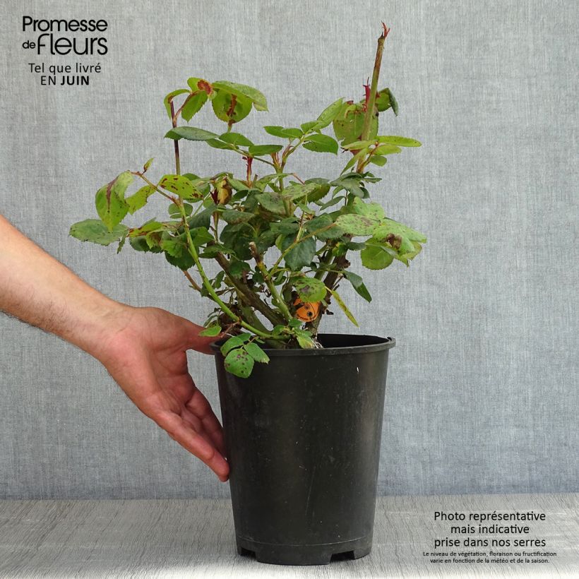 Exemplaar van Rosier à grandes fleurs Elégance Française Pot de 4L/5L zoals geleverd in de lente