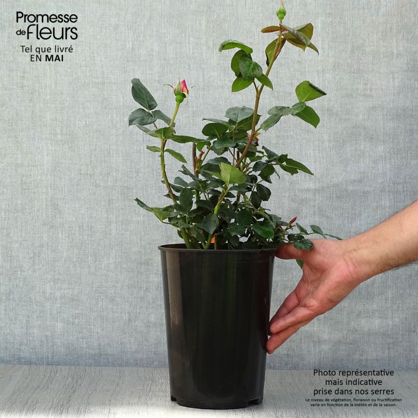 Exemplaar van Rosa Elle - Grootbloemige roos Pot van 4 l/5 l zoals geleverd in de lente