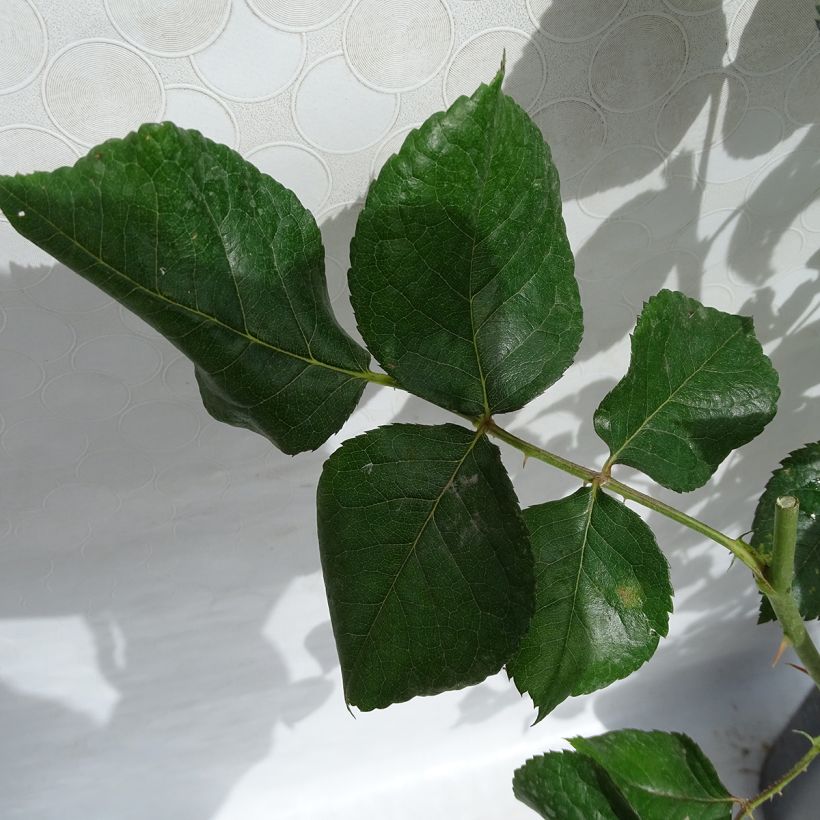 Rosa Eriko Takeda - Grootbloemige roos (Blad)