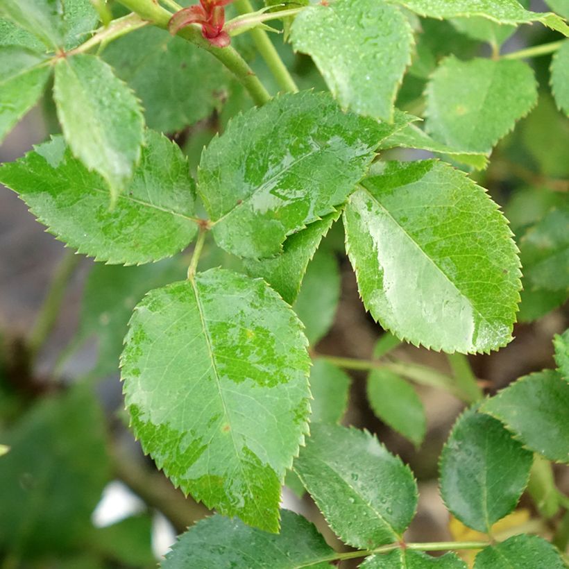 Rosa Espoir d'Anjou - Grootbloemige roos (Blad)