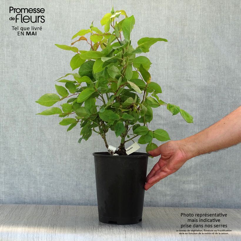 Exemplaar van Rosa Gérard Depardieu - Grootbloemige roos Pot van 4 l/5 l zoals geleverd in de lente