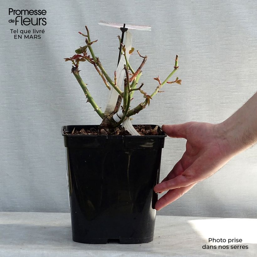 Exemplaar van Rosa Gilles de Brissac - Grootbloemige roos Pot van 4 l/5 l zoals geleverd in de winter