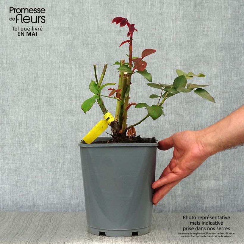 Exemplaar van Rosa Hacienda - Grootbloemige roos Pot van 4 l/5 l zoals geleverd in de lente