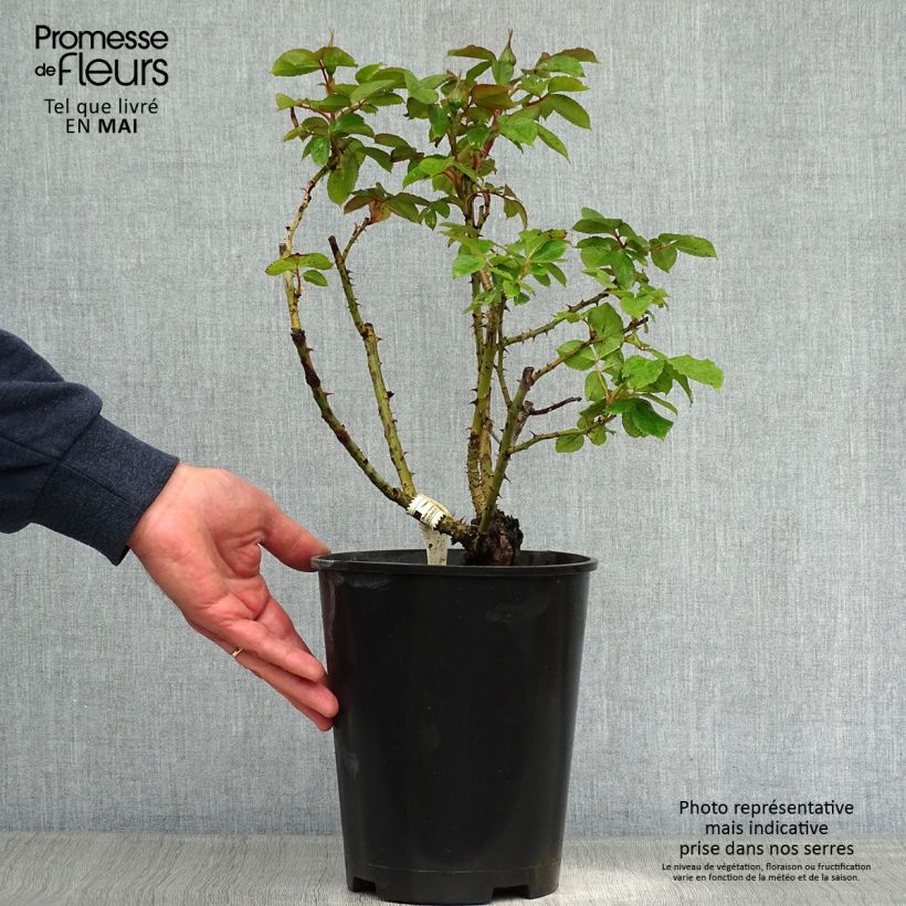 Exemplaar van Rosa Henri Matisse - Grootbloemige roos Pot van 3 l/4 l zoals geleverd in de lente