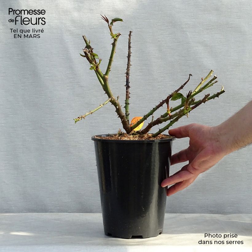 Exemplaar van Rosa Honore de Balzac - Grootbloemige roos Pot van 4 l/5 l zoals geleverd in de winter
