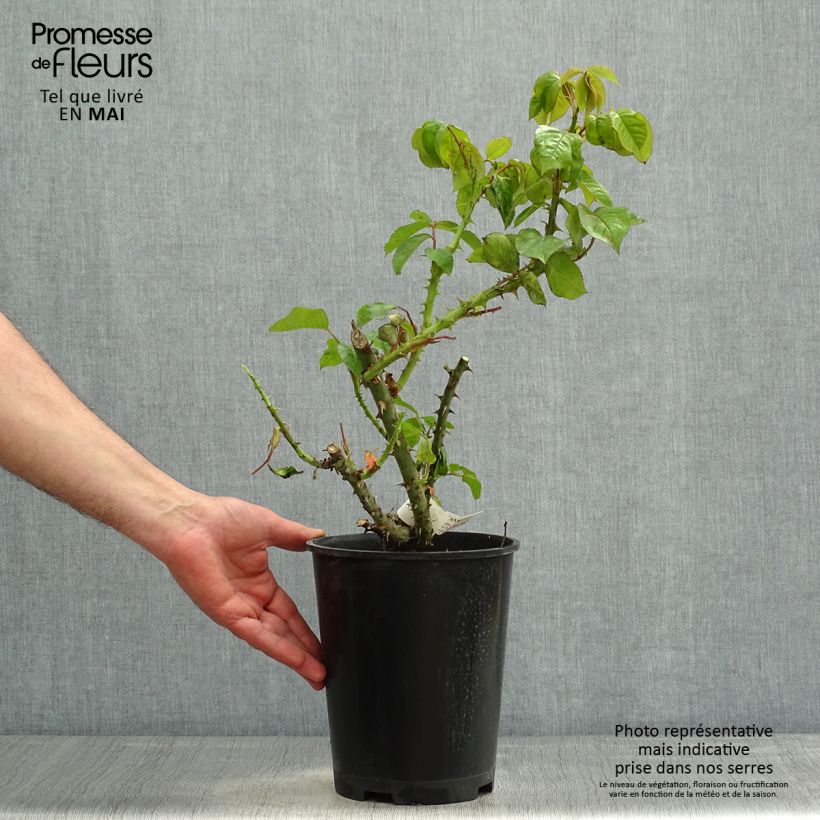 Example of Rosa Jeanne Coeur - Grootbloemige roos Pot van 4 l/5 l as you get in printemps