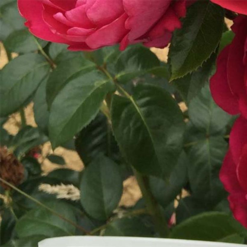 Rosa Jingle Bells - Grootbloemige roos (Blad)