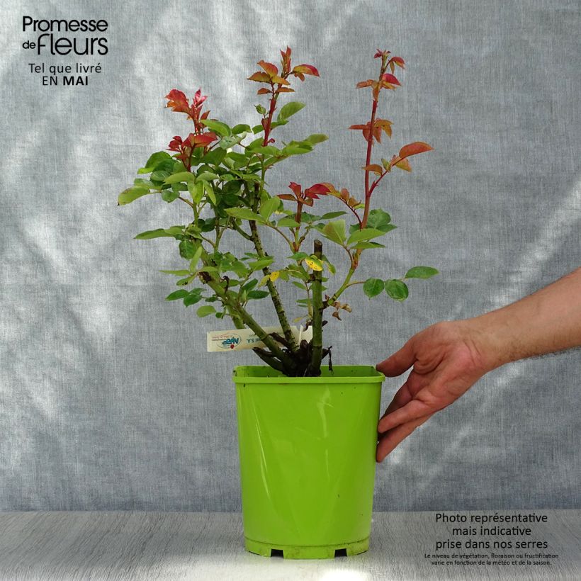 Exemplaar van Rosa Jingle Bells - Grootbloemige roos Pot van 4 l/5 l zoals geleverd in de lente