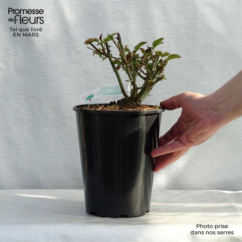 Example of Rosa Jules Verne - Grootbloemige roos Pot van 4 l/5 l as you get in printemps