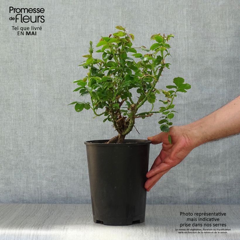 Exemplaar van Rosa Ketchup & Mustard - Grootbloemige roos Pot van 4 l/5 l zoals geleverd in de lente