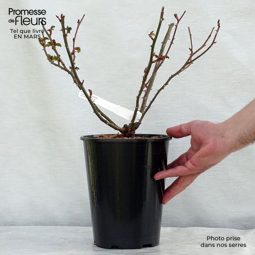 Exemplaar van Rosa La Rose de Molinard - Grootbloemige roos Pot van 4 l/5 l zoals geleverd in de lente