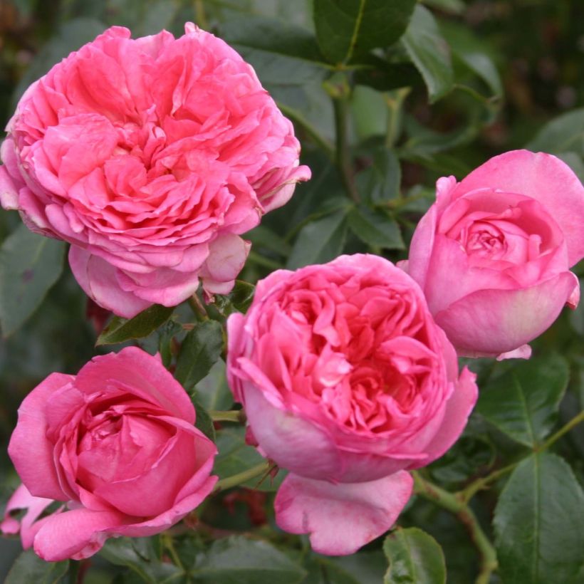 Rosa La Rose de Molinard - Grootbloemige roos (Bloei)